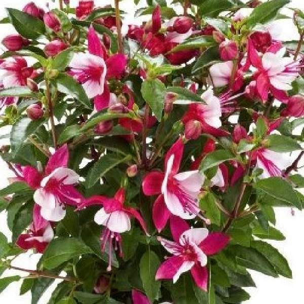 Fuchsia Live Plant, Well-Rooted Plug, Healthy Starter Plants For SALE