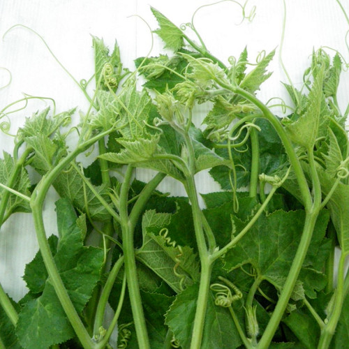10 PCS SUPER SQUASH BUDS , BÍ SIÊU NGỌN | 98% GERMINATION |