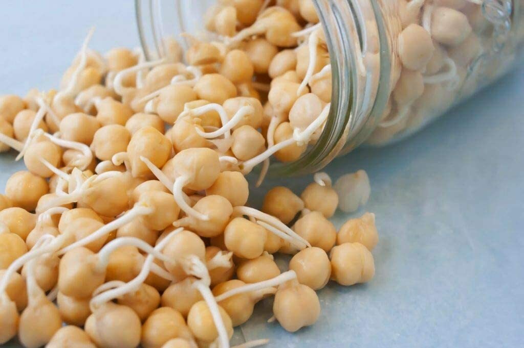 Garbanzo Bean Seeds for Sprouting Microgreens, CCOL BEANS N SPROUTS .
