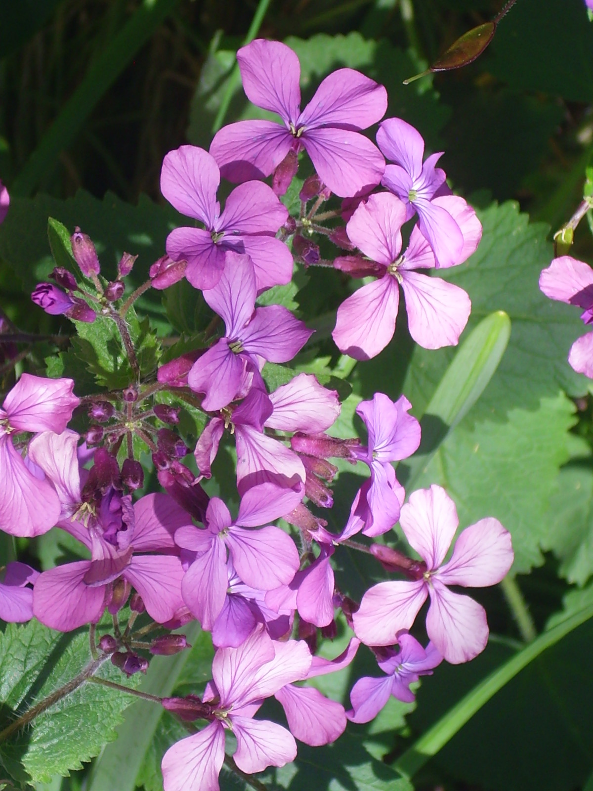 40 PURPLE MONEY PLANT SEEDS ( LUNARIA ANNUA )
