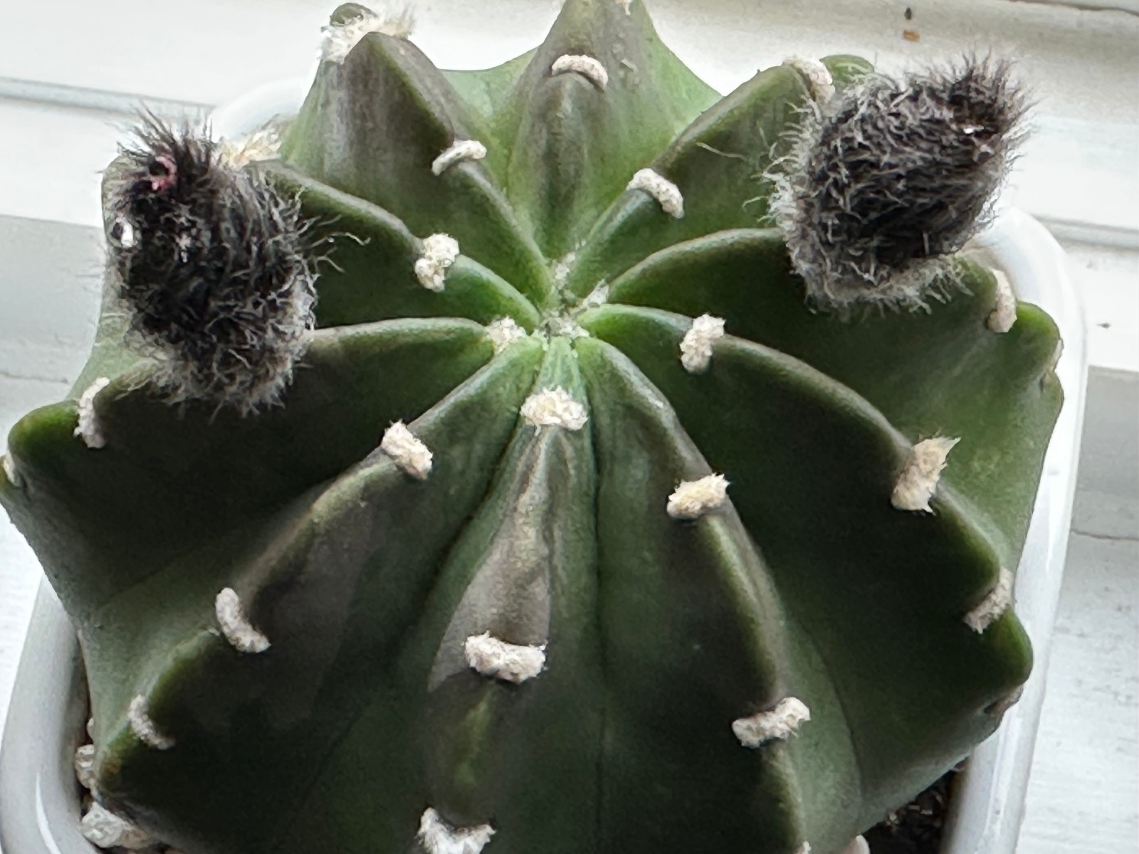 Echinopsis subdenudata Live Domino Easter Lily Cactus in 4″ pot FREE SHIPPING