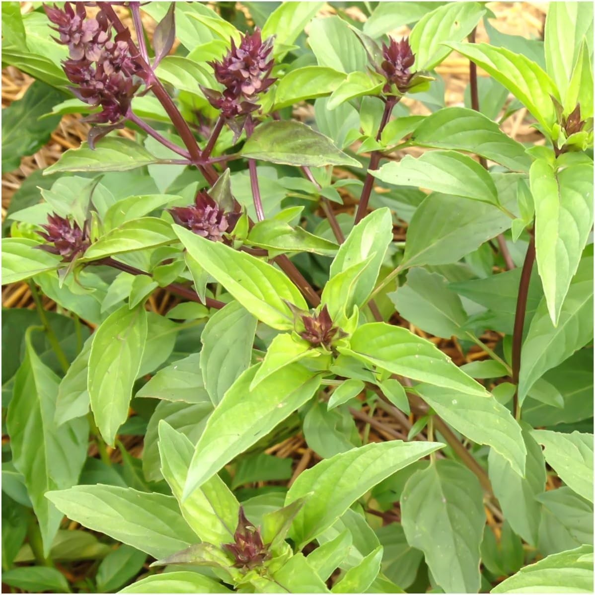Seed Needs Culinary Basil Herb Seed Packet Collection – 8 Individual Varieties