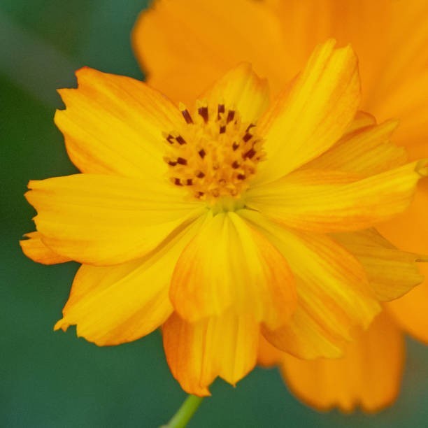 200 DWARF SULPHUR COSMOS SEEDS | 2026 SALE FREE SHIPPING NON GMO