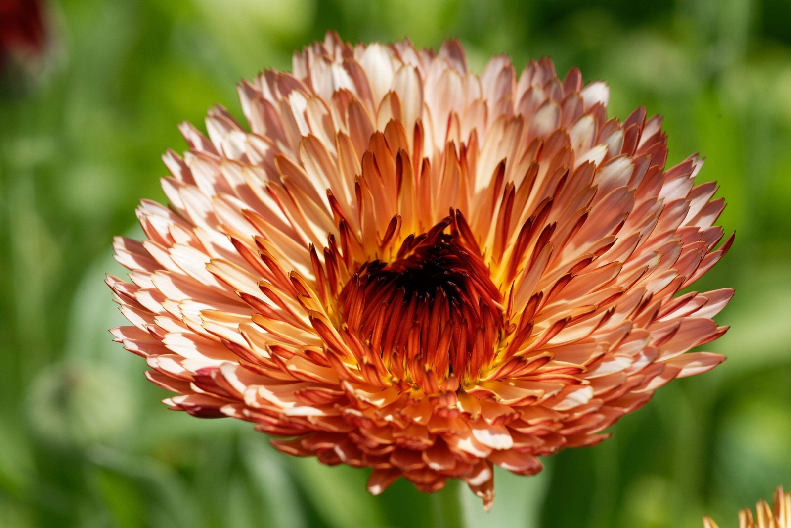 20 ZEOLIGHTS CALENDULA Officinalis MARIGOLD Flower Seeds Coral Peach Pink CombSH