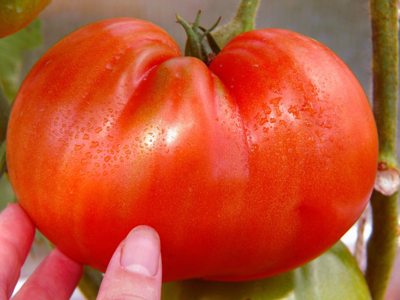100 Heirloom Red Ponderosa Beefsteak Tomato Seeds – Amazing 1-2LB Indeterminate