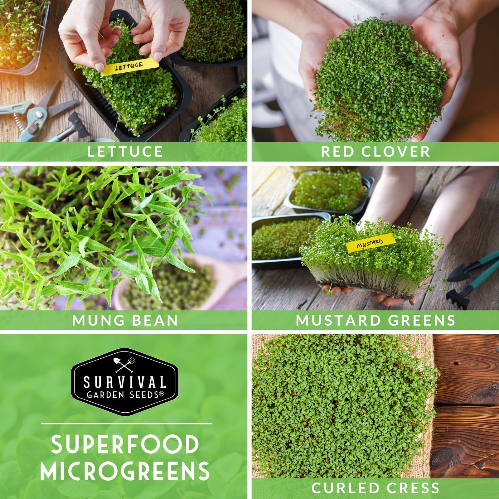 Microgreens Seeds 5Variety Pack for Sprouting – Mustard, Mung Bean, Curled Cr…