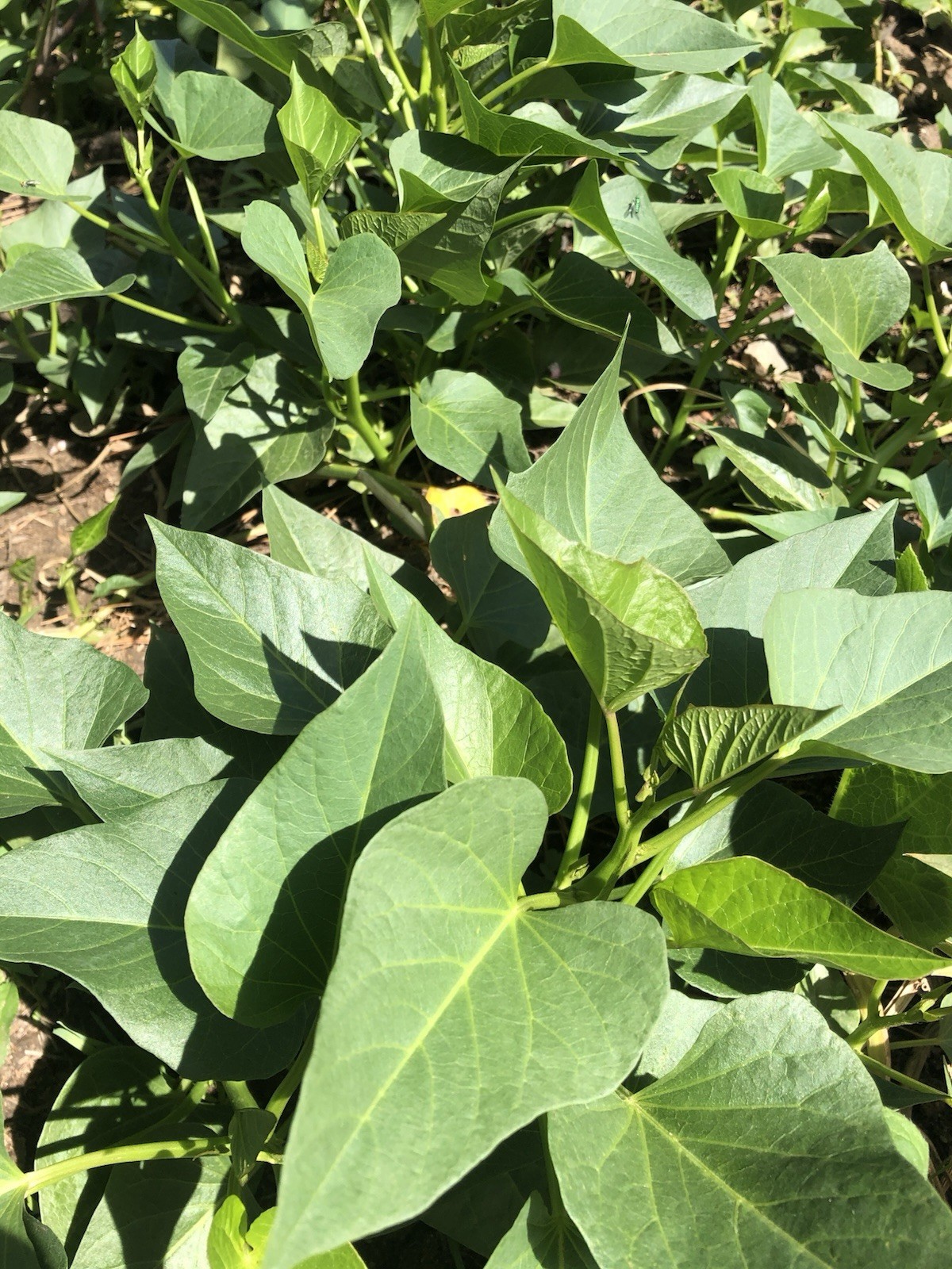 10pcs Rooted Sweet Potato Slips Ready To Plant Free Shipping