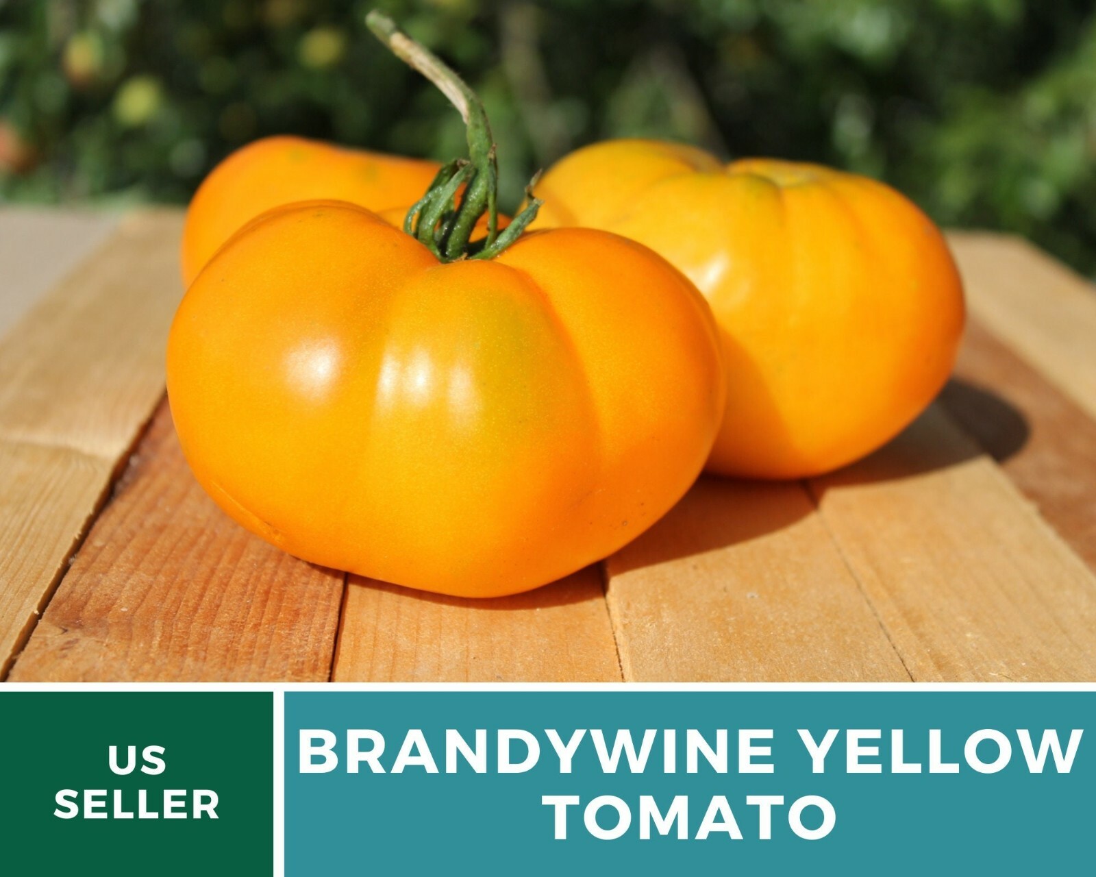 Tomato, Brandywine Yellow – Heirloom Seeds – NonGMO (Solanum lycopersicum)