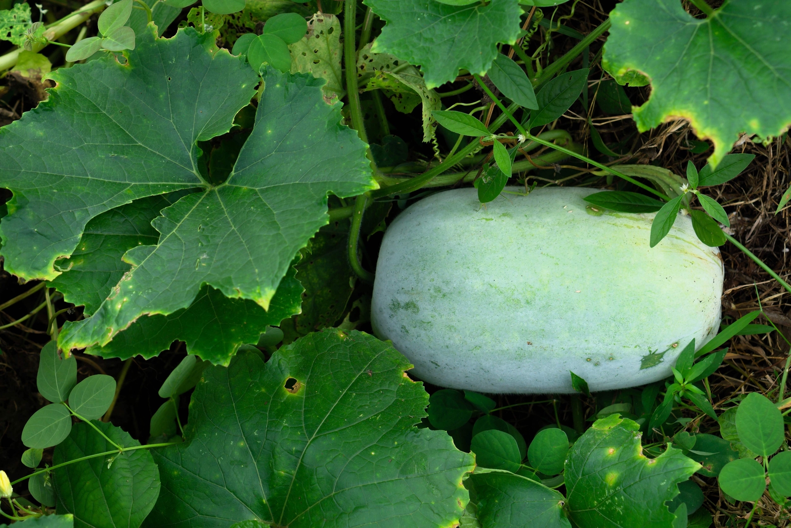 20 WAX GOURD Winter Melon White Ash Benincasa Hispida Vegetable Seeds *Comb S/H