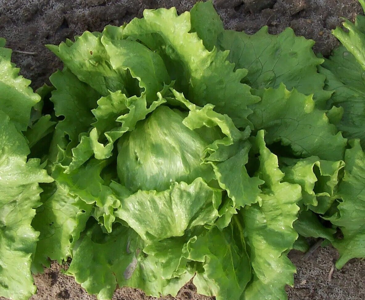 2g Newly Harvested Fresh Great Lakes 659 Premium Lettuce Seeds-A 38