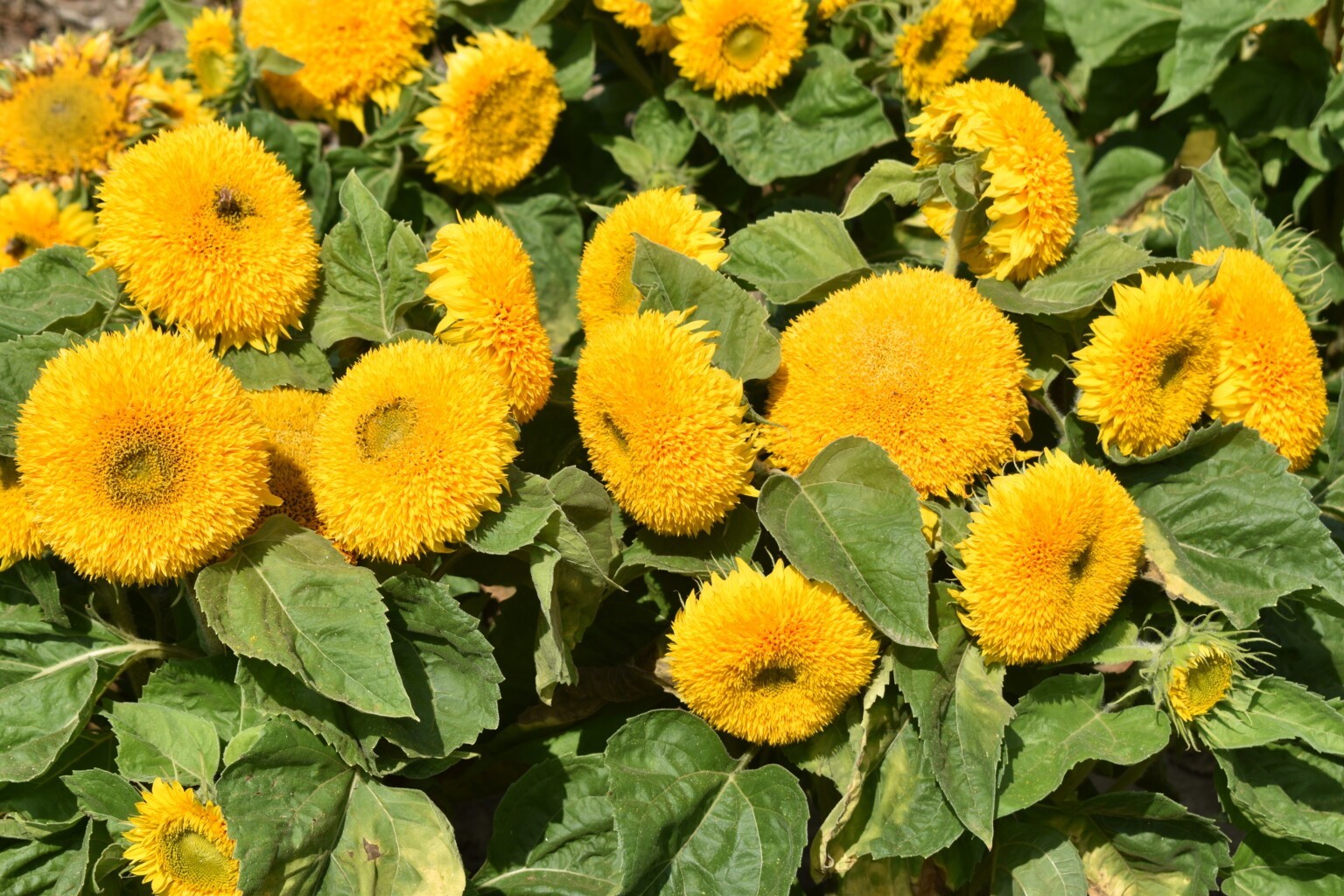 1000 Teddy Bear Sunflower Seeds Dwarf Sungold Compact Non-GMO Ornamental Flower