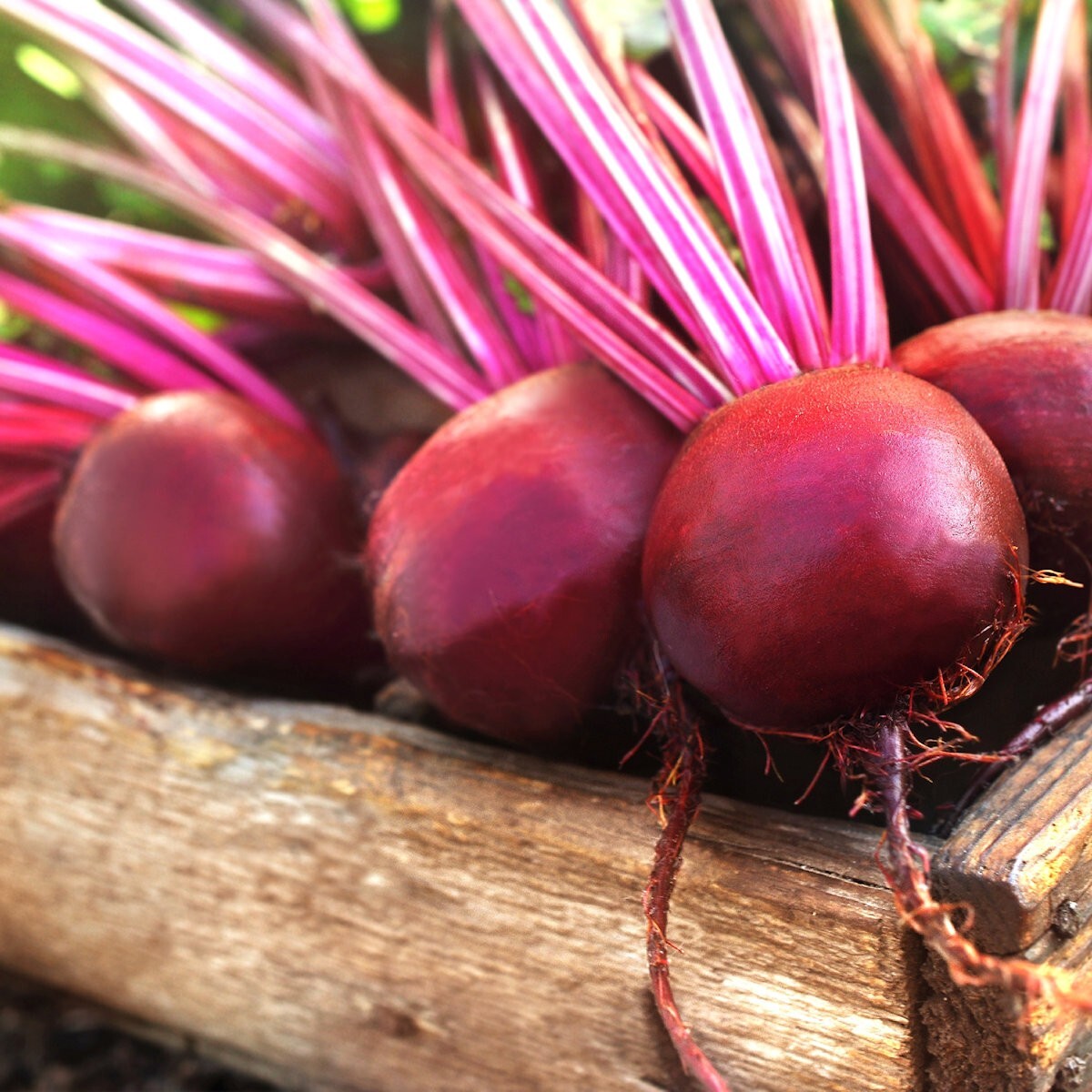 200 Merlin Beet Hybrid Seeds – Everwilde Farms Mylar Seed Packet