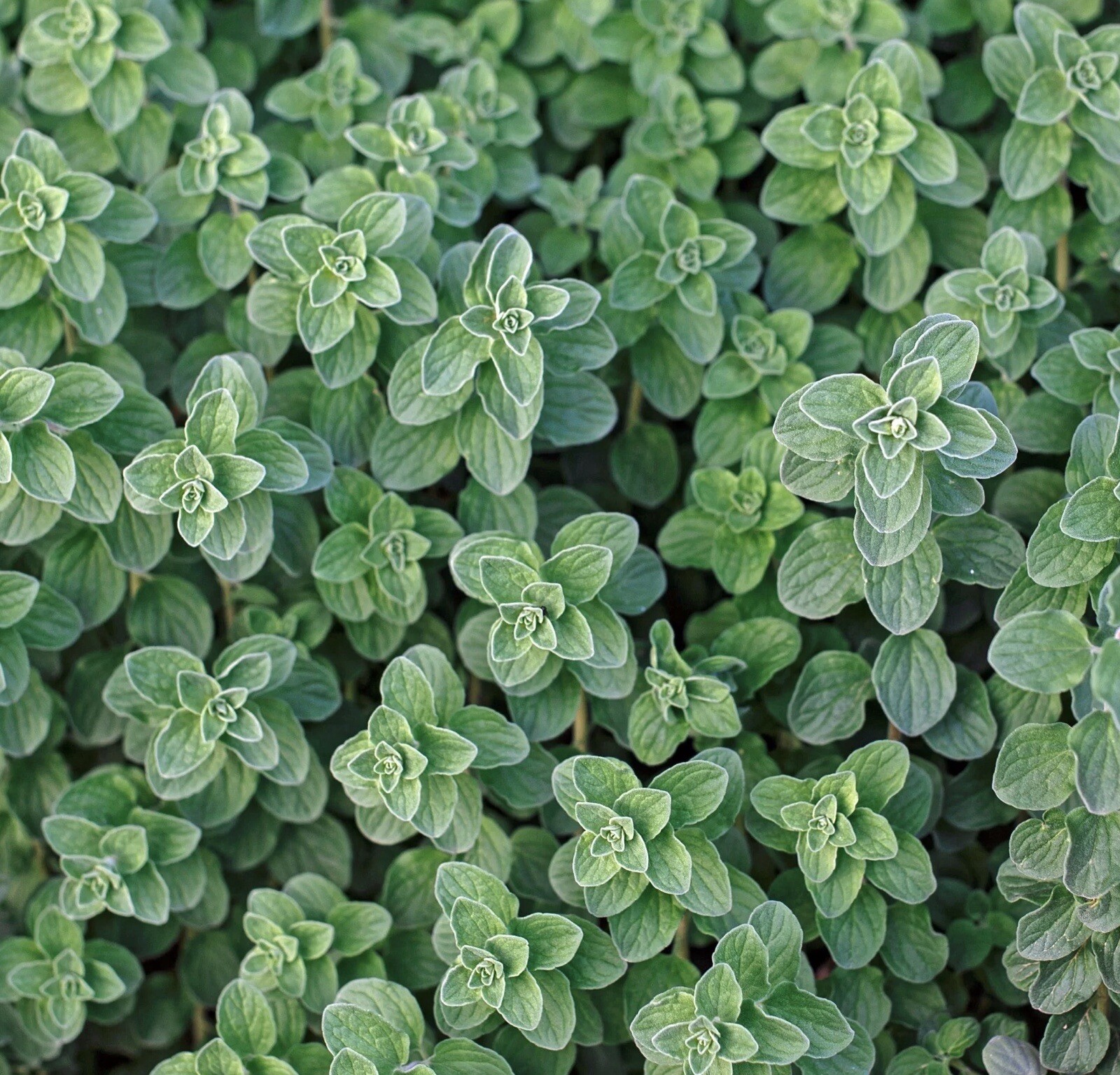 1000++ Greek Oregano Seeds | Attracts Butterflies, Aromatic – Herbs Seeds USA