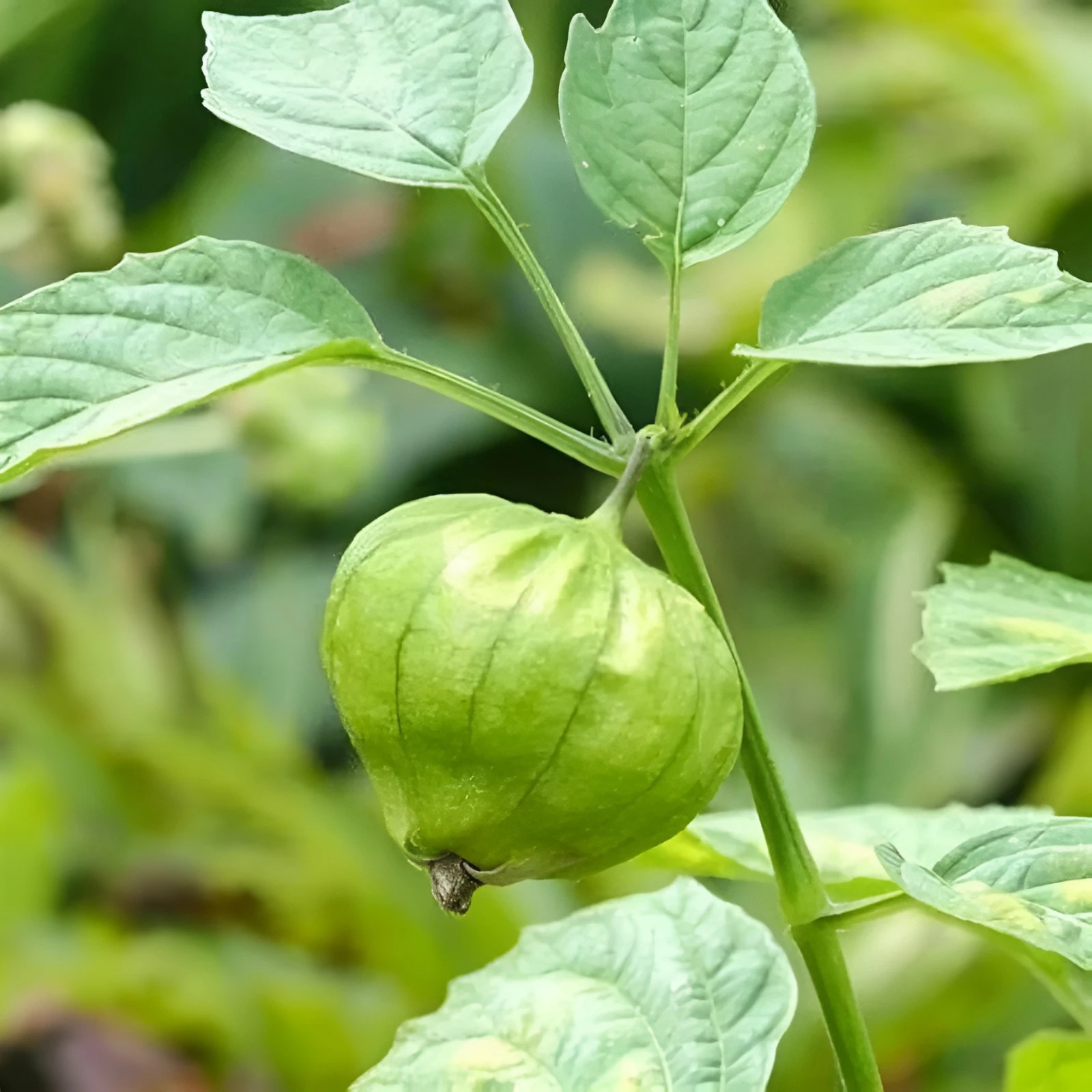 125+ Heirloom Toma Verde Tomatillo Seeds – Super Fast Growing – Early Harvest