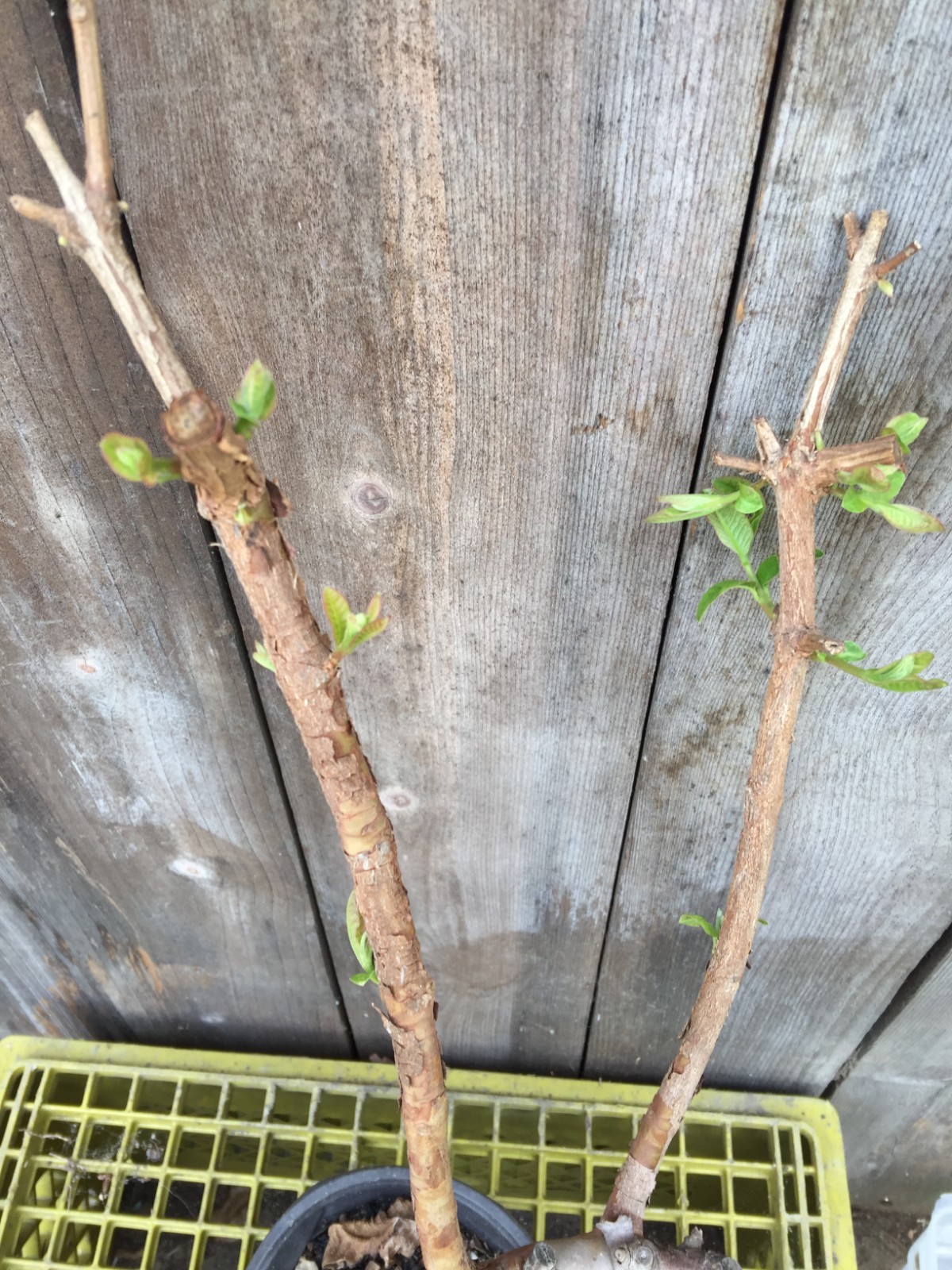 1 Air-layer Sweet Ruby Supreme Fruit Guava Starter Tree, Psidium guajava Tree