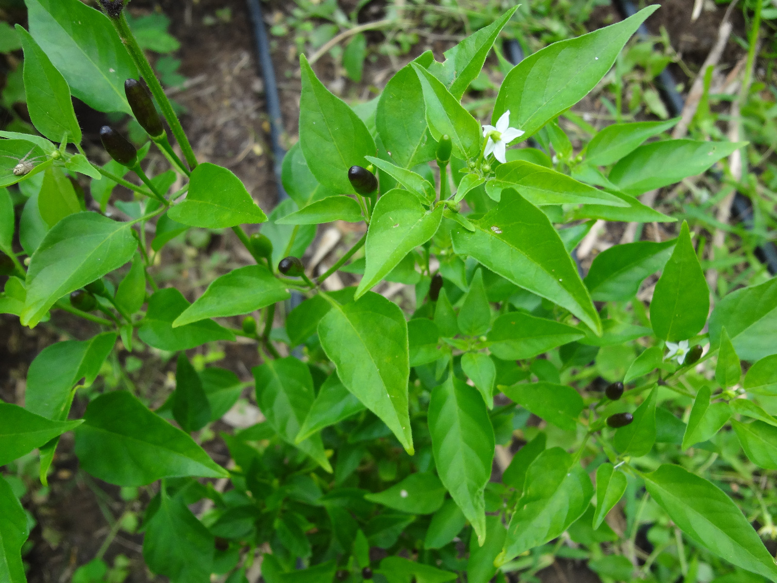 Chile Culebra del Monte, Black Piquin/Chiltepin, Extremely Hot, Rare, 12 SEEDS