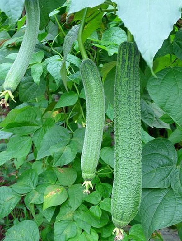 25 Seeds, LUFFA LOOFA SPONGE Dishcloth GOURD E90, Organic NON-GMO