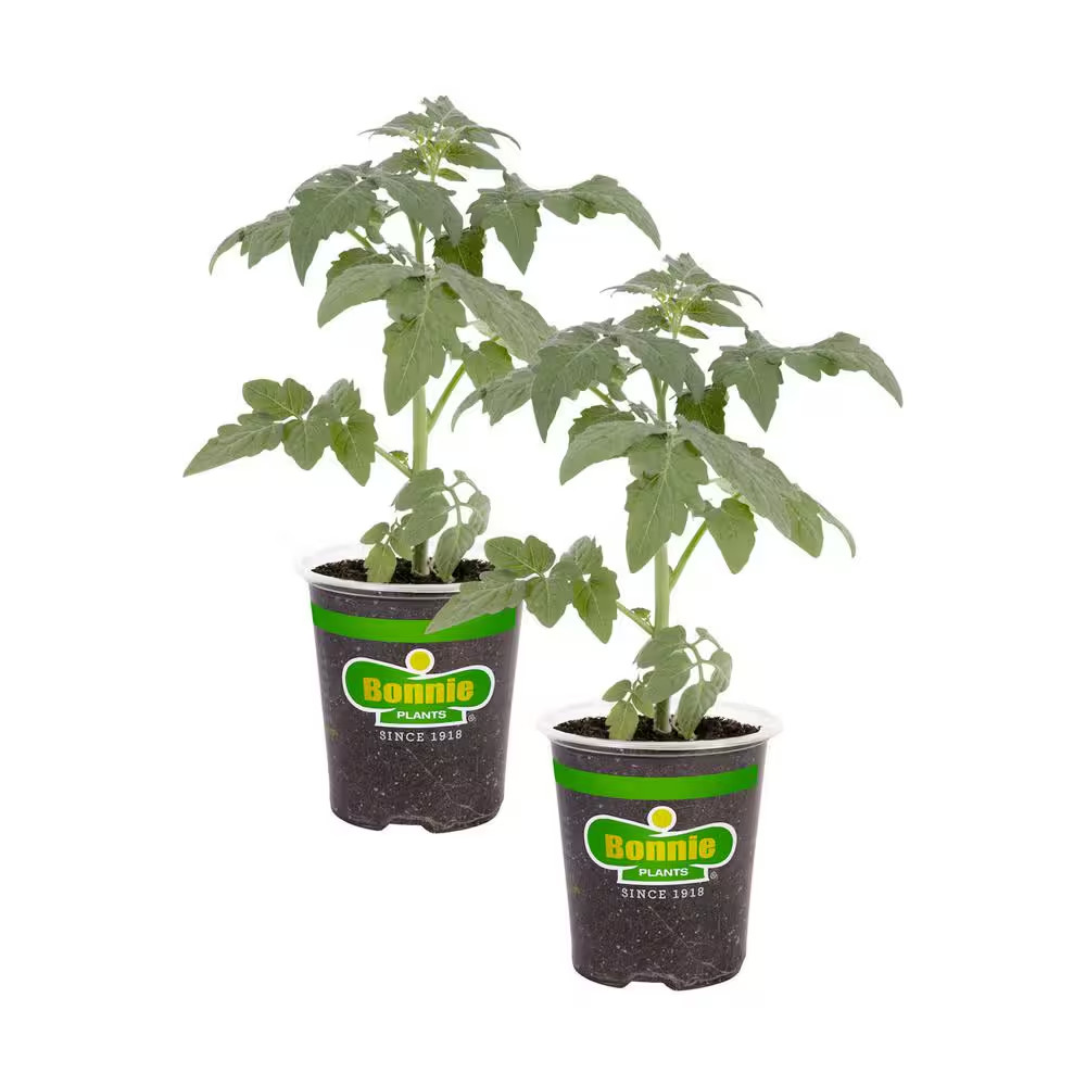 19.3 Park’S Whopper Improved Tomato Plant (2-Pack)