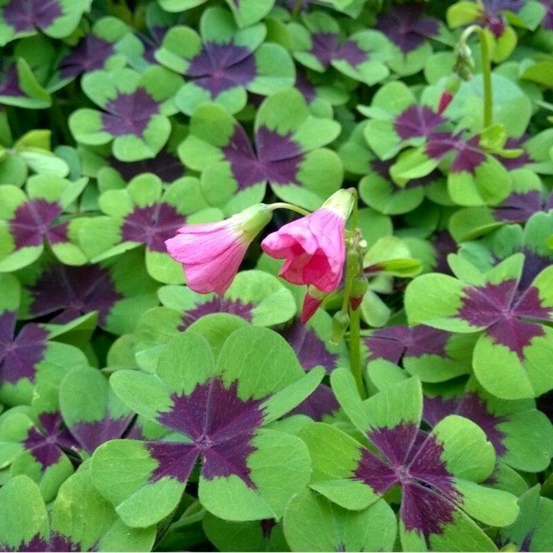 Pack of 15 Gorgeous Iron Cross Shamrock Oxalis Tetraphylla Bulbs