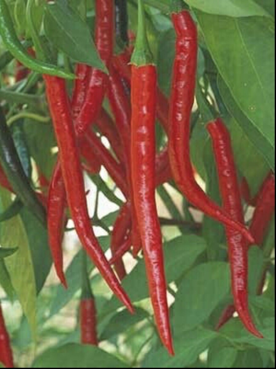 100 Plus HOT LONG RED CAYENNE PEPPER- Capsicum Annuum Seeds-Non GMO