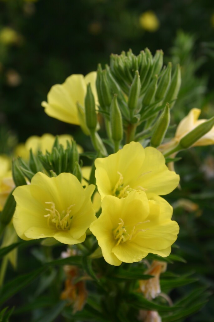Evening Primrose Flower Seeds (Oenothera biennis) Free Shipping!