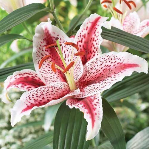 1 Bulb – ORIENTAL LILY DIZZY Perennial Flower ” SPRING SHIPPING ” US Seller