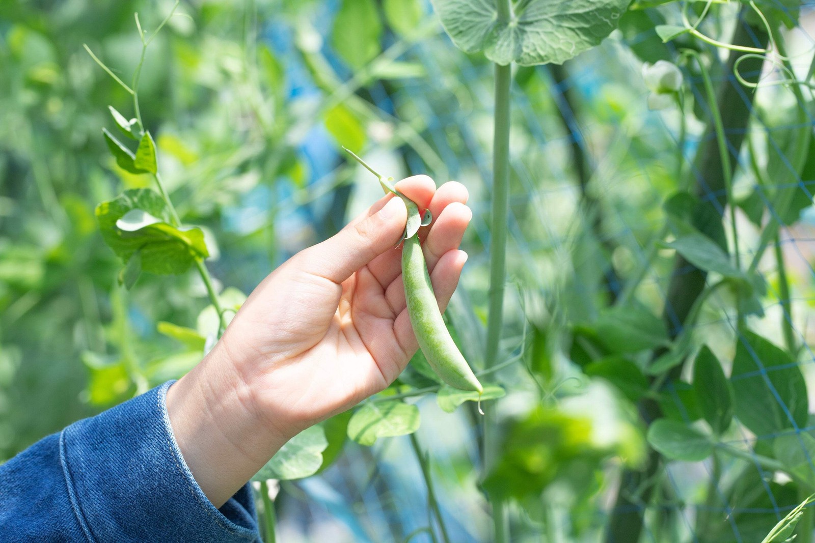 50 SUGAR ANN PEA Stringless Sweet Green Snap Pisum Sativum Vegetable Seeds