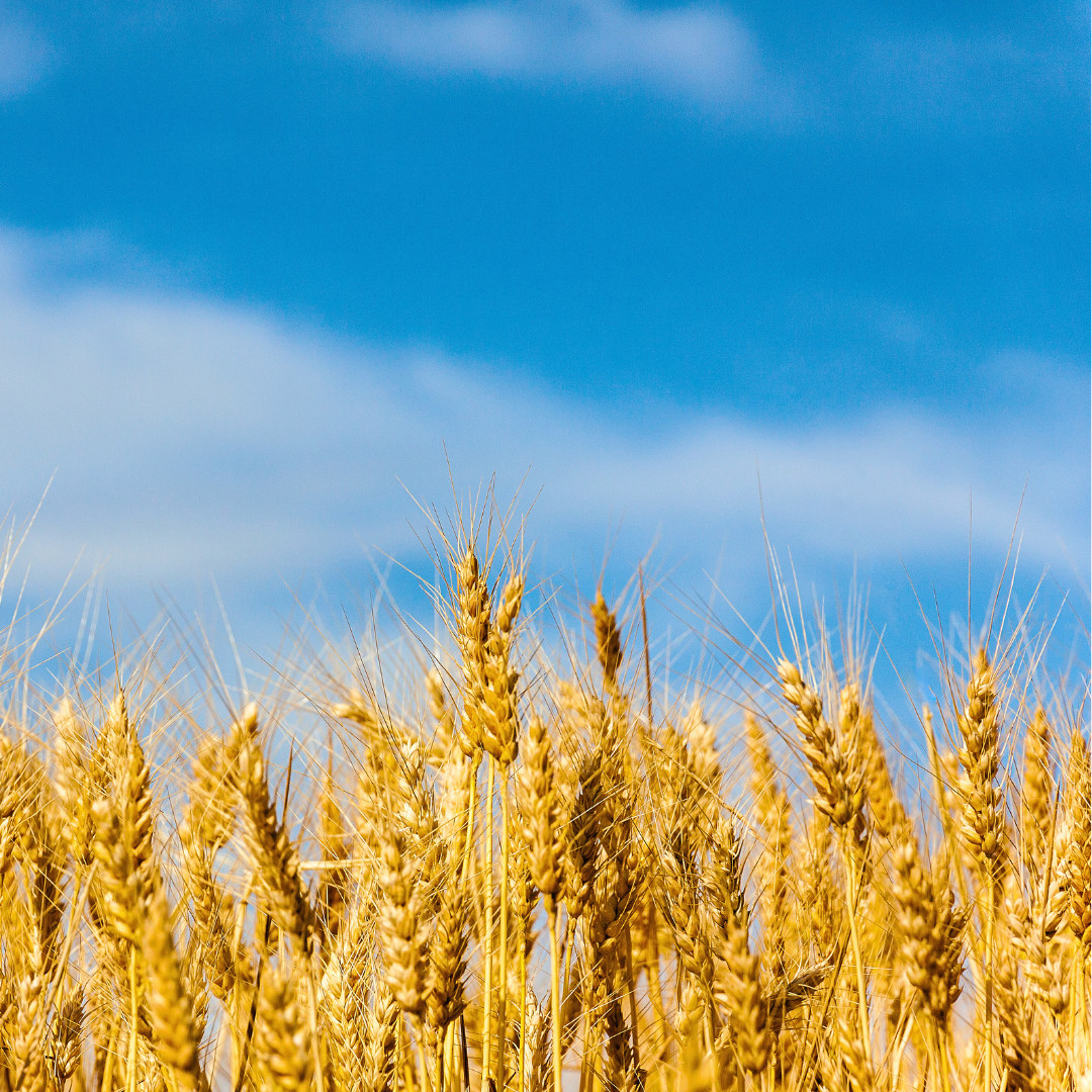 Fresh Premium Oat Plant Seeds | Organic | Hulless | Heirloom Non-GMO | Grains