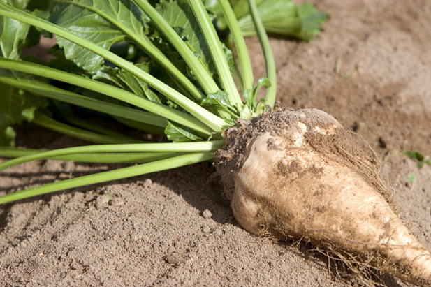 Sugar Beet Seeds 250 Or 1,000 Seeds