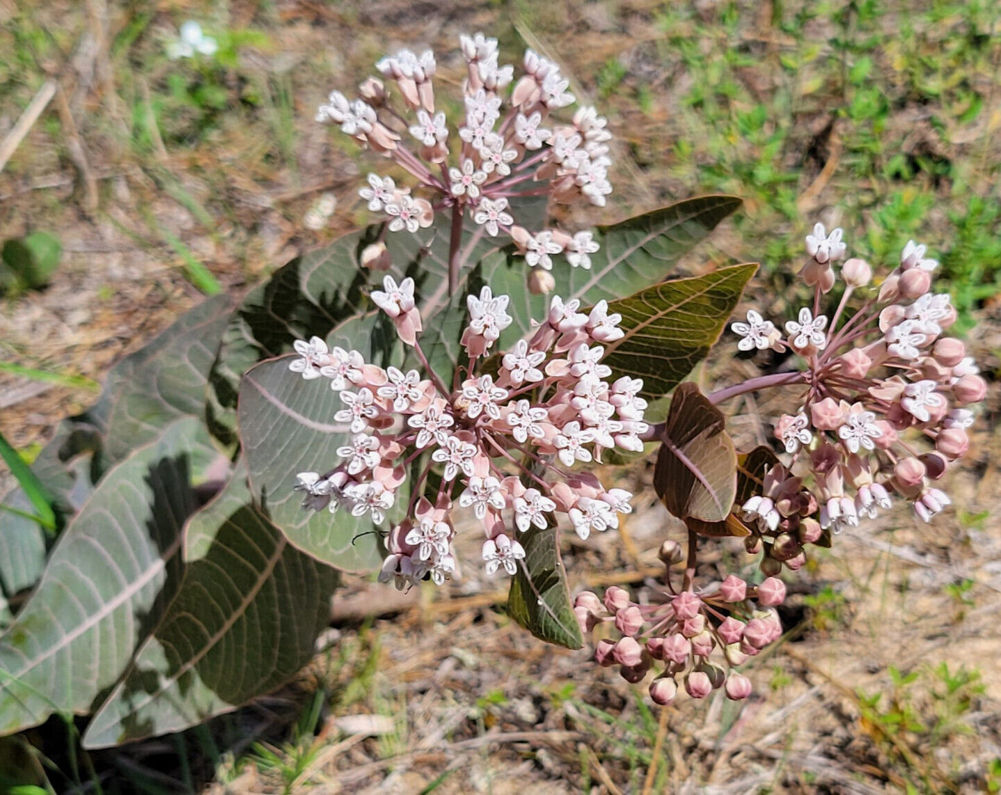 5+ Pinewoods Milkweed Seeds | Asclepias Humistrata | Sandhill | Florida Native