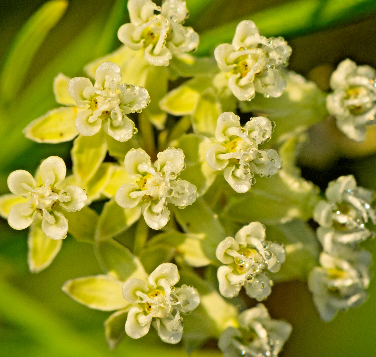 100 WHORLED MILKWEED Seeds (Asclepias verticillata) Perennial Garden Flower
