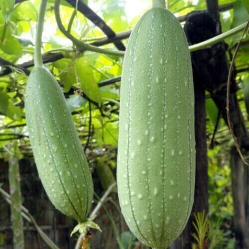 20+ Organic Luffa Gourd Seeds -Hột Mướp Hương -Organic NON-GMO – Free Shipping!