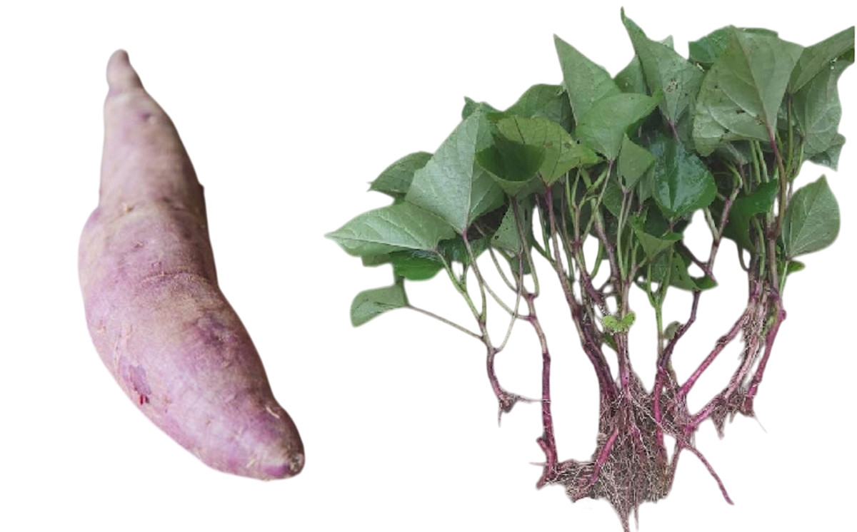 15 Molokai Sweet Potato Cuttings: Organic Sweet Potato Slips – Set of 15 Slips