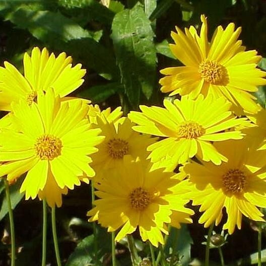 Coreopsis DWARF LANCE-LEAVED Tickseed Perennial Butterflies Non-GMO 200 Seeds!
