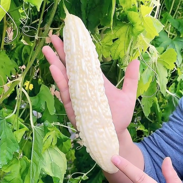 20+ Bitter Gourd Seeds — WHITE —– Ku Gua —- NON GMO — ORGANIC