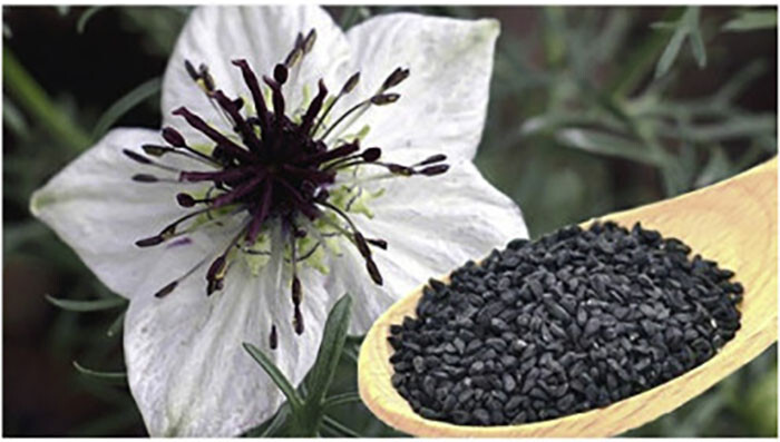 Black Cumin Seeds (100) / Nigella sativa / ORGANIC / CULINARY HERB / FL GROWN