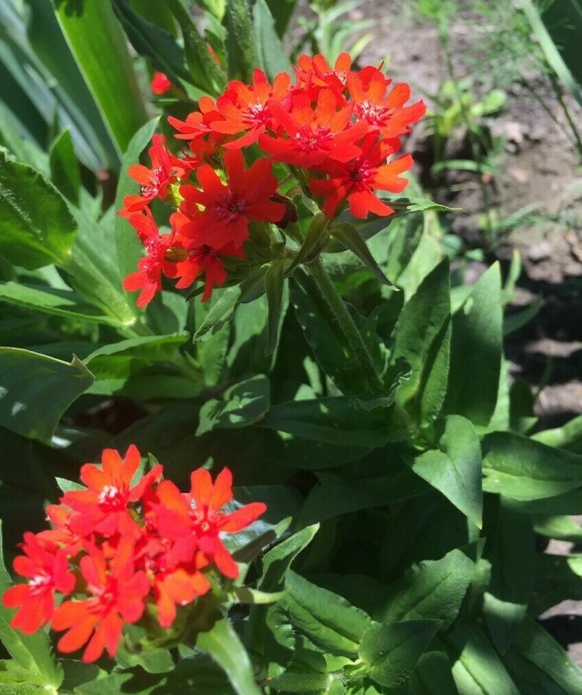 100+ Seeds Lychnis Chalcedonica Maltese Cross Scarlet Lightning Red Perennial