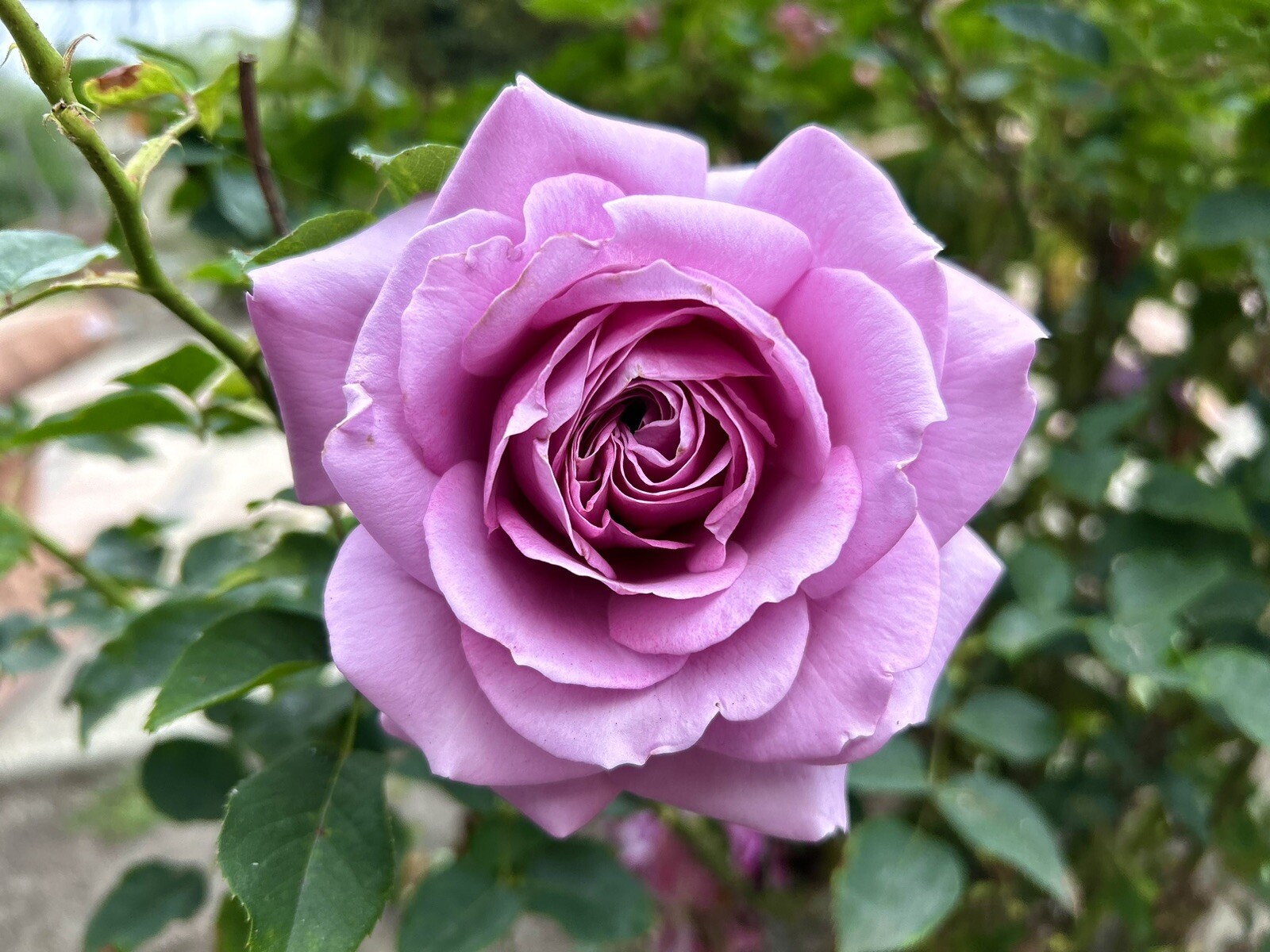 Blue Moon Rose, Hybrid Tea Rose – Large Purple-Fragrance – 10 seeds 2024 – USA