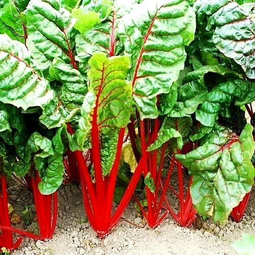 100 SWISS CHARD SPRING SALAD GARDEN VEGETABLE SEEDS HEIRLOOM MICROGREENS NON-GMO