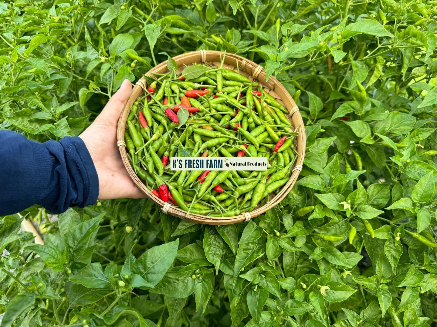 Bird’s Eye /Green Bird’s Eye Pepper Seeds – Hạt Giống Ớt Xiêm Rừng/ Ớt Xiêm Xanh