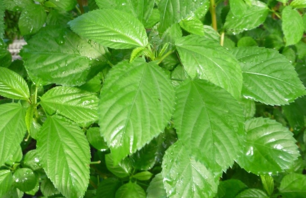 Molokhia, Egyptian spinach (Corchorus olitorius) Saluyot, Green Jute 100 seeds