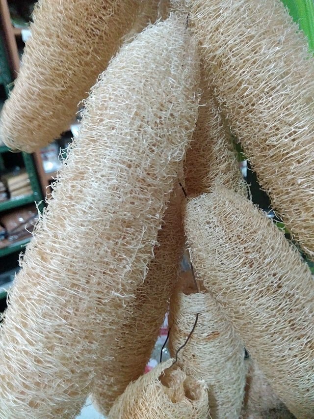 Luffa cylindrica | Sponge Gourd | 10 Seeds