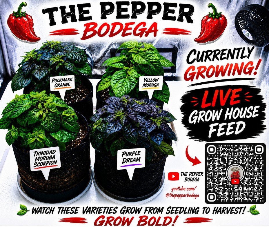 🌶️ Ghost X Primotalii Pepper Seeds (10) | OPEN POLLINATED | Superhot