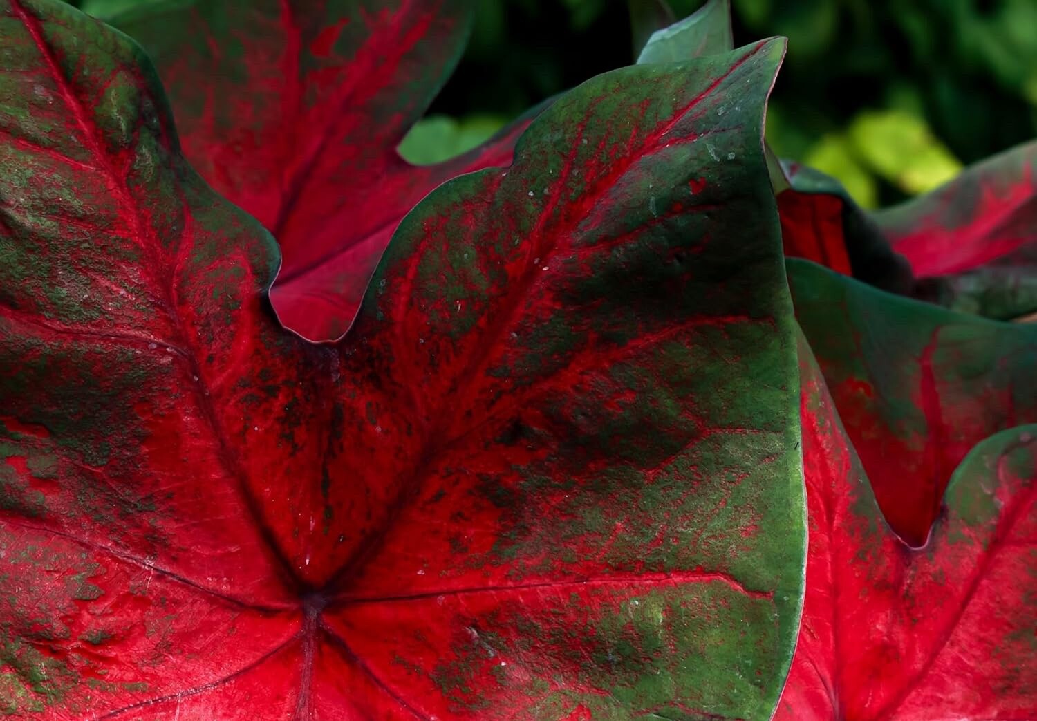 Dragon Heart Caladium Bulbs for Planting – Hosta, Elephant Ears, (6 bulbs)