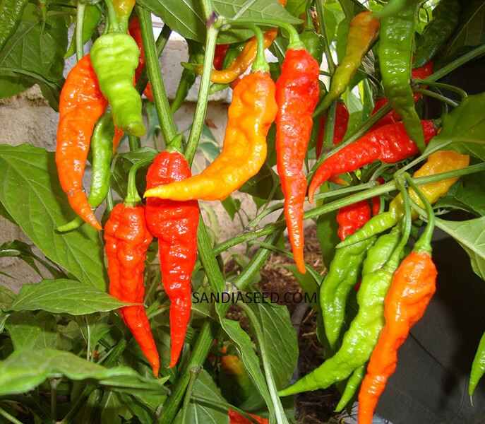 Naga Bhut Jolokia Ghost Pepper Seeds (15) / EXTREMELY SPICY / ORGANIC / RARE