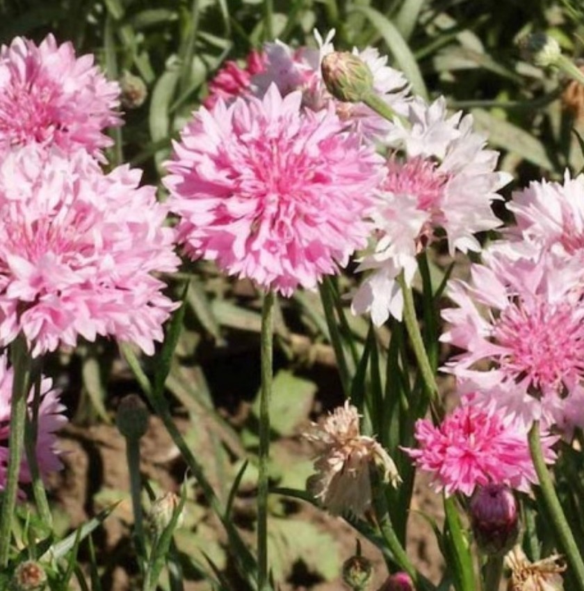 400+ Pink Cornflower Seeds **Fresh Seeds** ~~Free Shipping~~