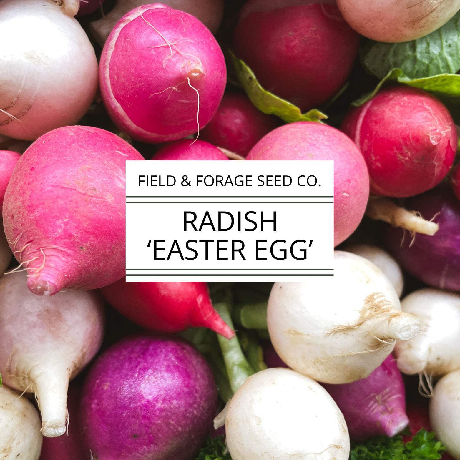 Radish ‘Easter Egg’ | Raphanus sativus | Heirloom | Non-GMO | 200 Seeds