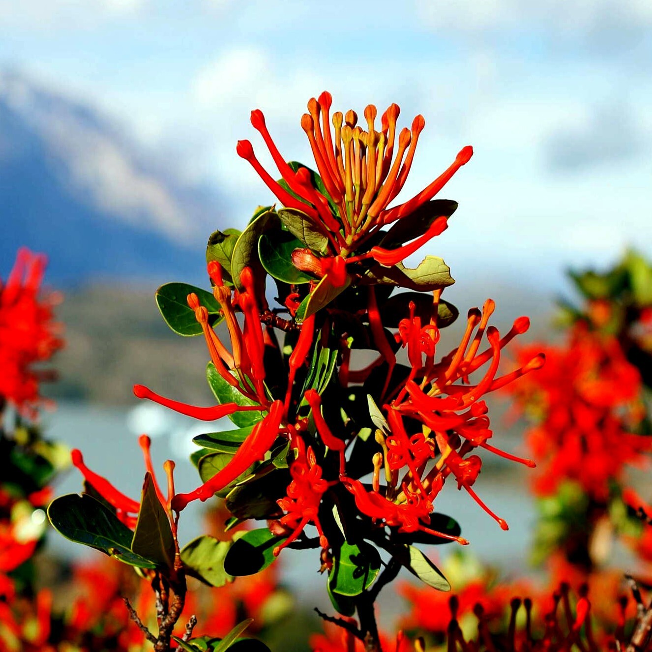 10 Chilean Firebush Tree Seeds Embothrium coccineum Flame Flower Plant RARE!