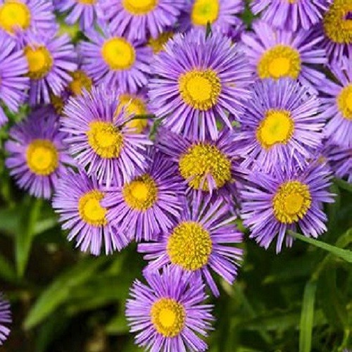 New England Aster Seeds – Symphyotrichum novae-angliae – Heirloom Fall Perennial