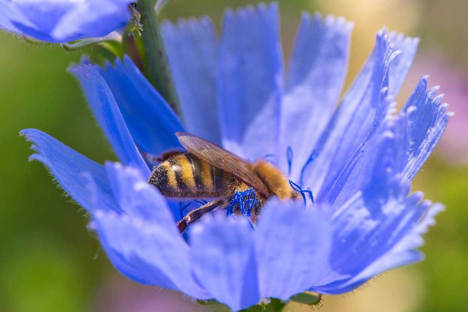 1000 Chicory Seeds, Cichorium intybus, Pollinator Friendly, Coffee Substitute